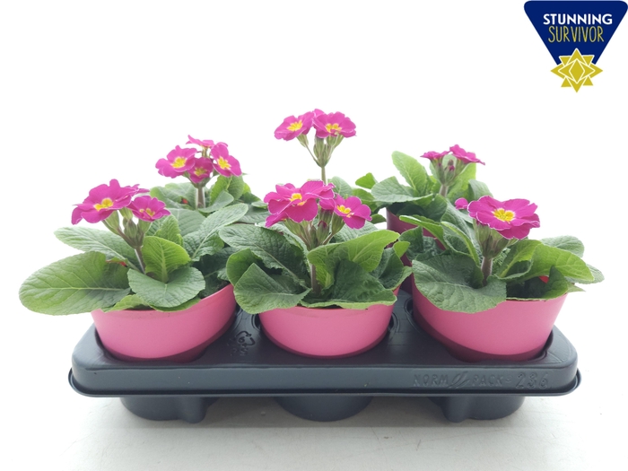 <h4>PRIM EL SIBEL ROSA</h4>