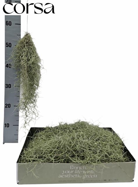 <h4>TILL USNEOIDES</h4>