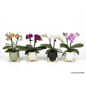 PHALAENOPSIS-HYBRID P6 E 2011