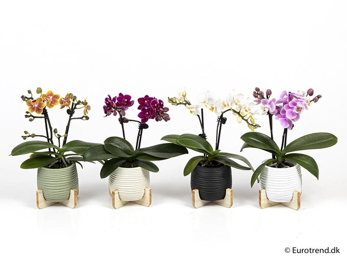 <h4>PHALAENOPSIS-HYBRID P6 E 2011</h4>