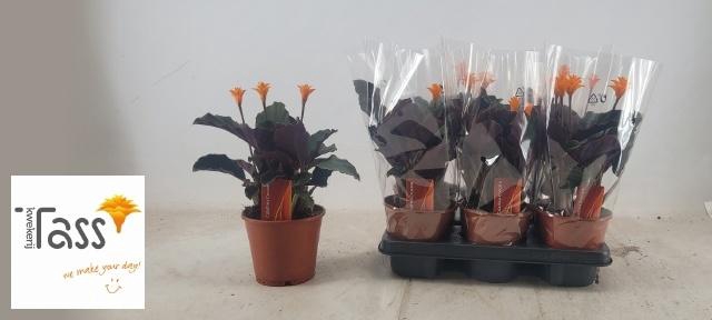 <h4>CALAT CROCATA</h4>