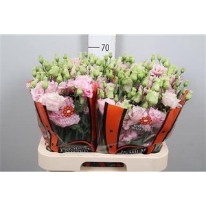 Eus G Celebrich Queen