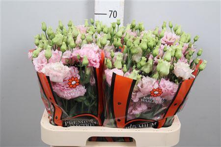 <h4>Eus G Celebrich Queen</h4>