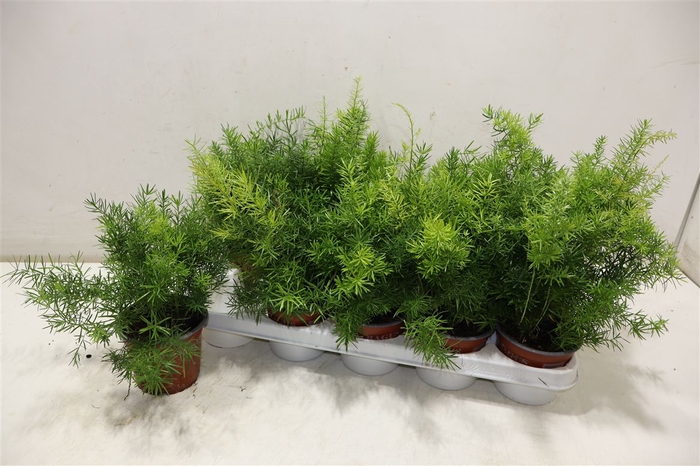 <h4>Aspar D Sprengeri</h4>