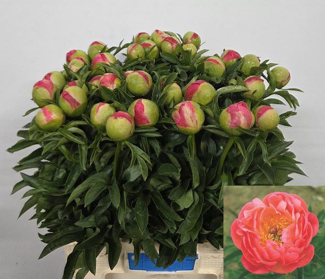 <h4>PAEO CORAL SUNSET</h4>