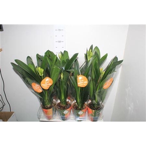 Clivia Mi