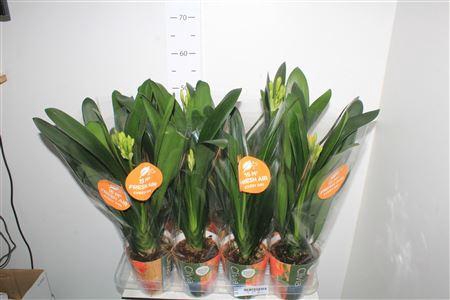 <h4>Clivia Mi</h4>