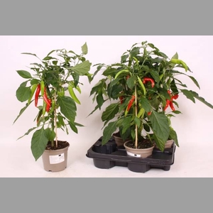 PEPER PLANTEN