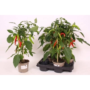 PEPER PLANTEN