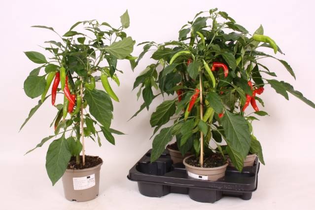 <h4>PEPER PLANTEN</h4>