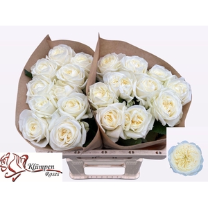 Rs gr Chic White!