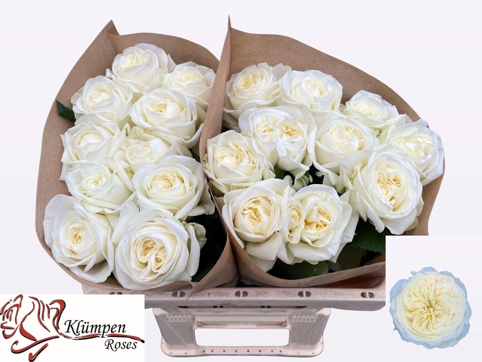 <h4>Rs gr Chic White!</h4>