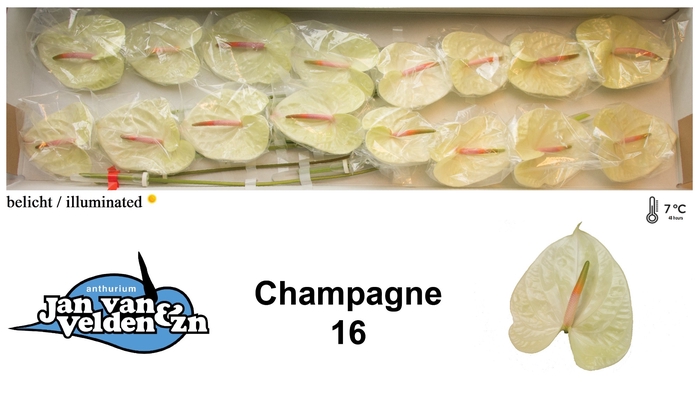 <h4>Anthurium Champagne</h4>