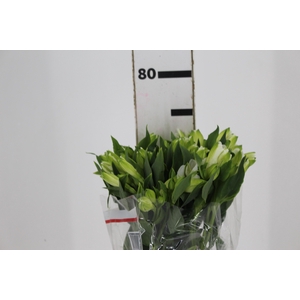 ALSTROEMERIA MISTRAL 080 CM