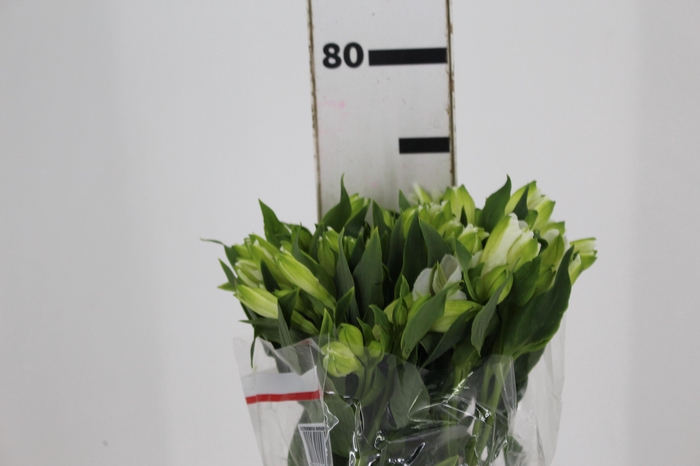 <h4>ALSTROEMERIA MISTRAL 080 CM</h4>