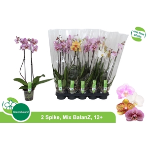 PHAL GEM
