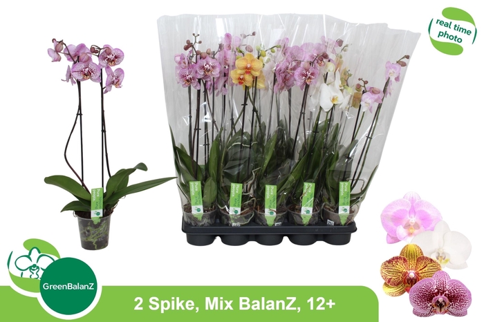<h4>PHAL GEM</h4>