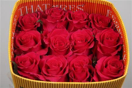 <h4>R Gr Gotcha Ec</h4>