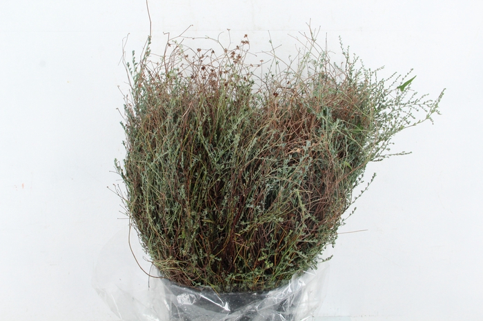 <h4>FALSO TIMO 300GR</h4>