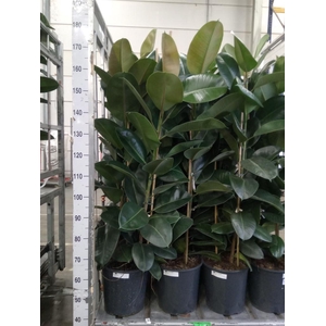Ficus elastica 'Robusta'