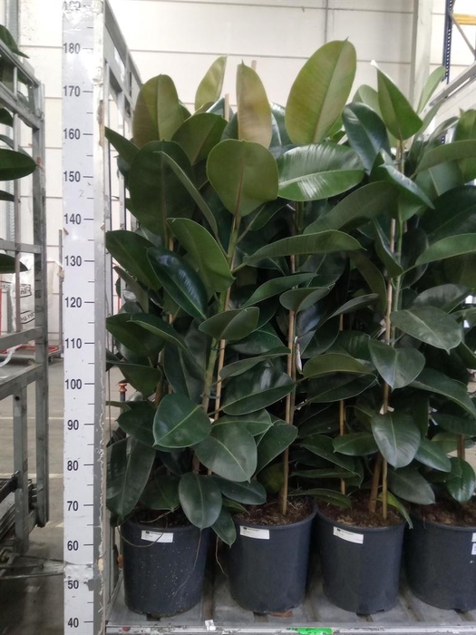 <h4>Ficus elastica 'Robusta'</h4>