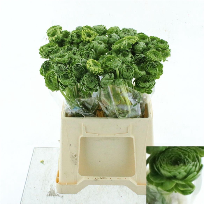 <h4>RANUNCULUS OV</h4>