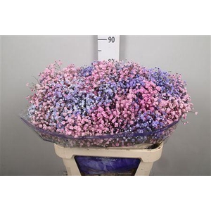 Gyps Rb Light Pink Light Purple