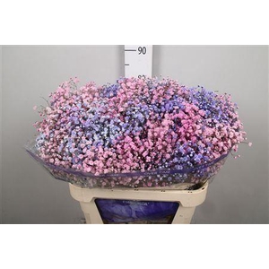 Gyps Rb Light Pink Light Purple