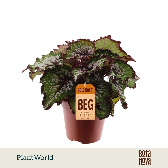 <h4>Begonia (Rex Grp) Magic Colours Bos</h4>