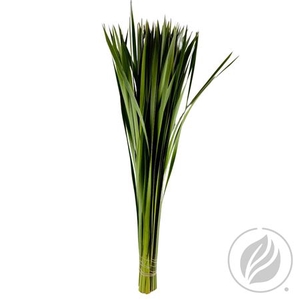 TYPHA 90CM