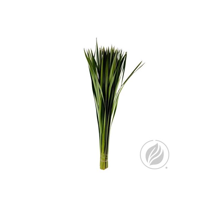<h4>TYPHA 90CM</h4>