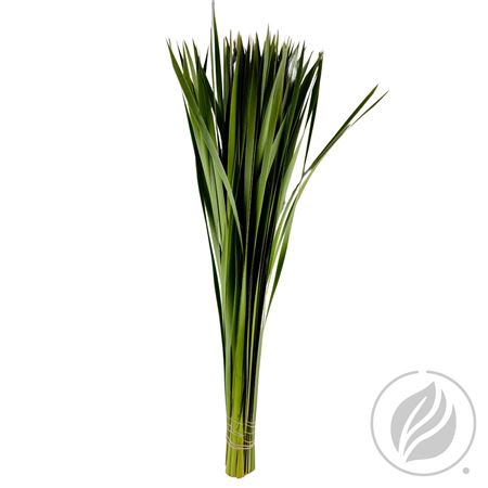 <h4>TYPHA 90CM</h4>