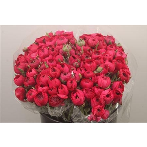 Ran. Elegance Cerise Extra