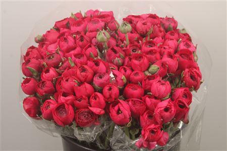 <h4>Ran. Elegance Cerise Extra</h4>