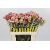 Blushing Bride Pink 2/5 Flowers