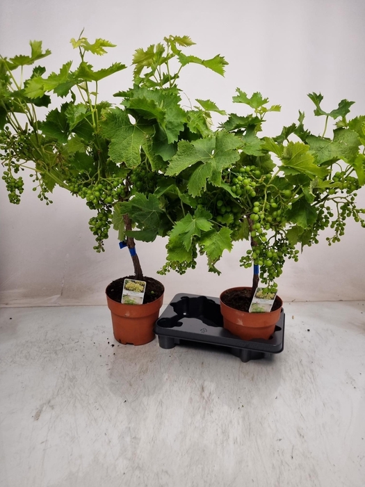 <h4>VITIS VINIFERA</h4>