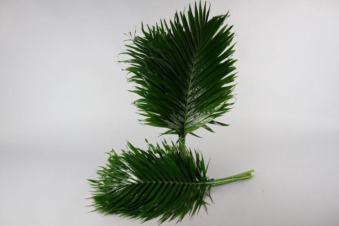 <h4>Catpalm (per stem)</h4>