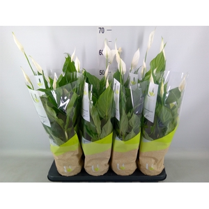 Spathiphyllum  'Strauss'
