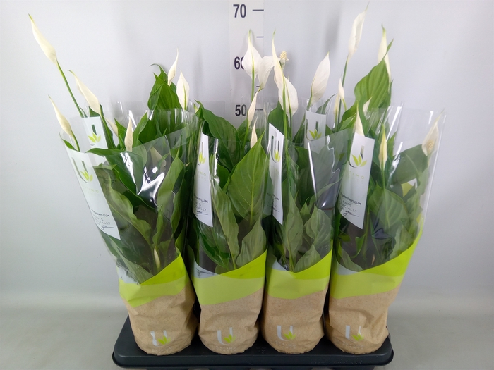 <h4>Spathiphyllum  'Strauss'</h4>