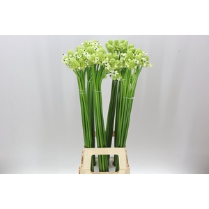Ornithogalum Saundersiae