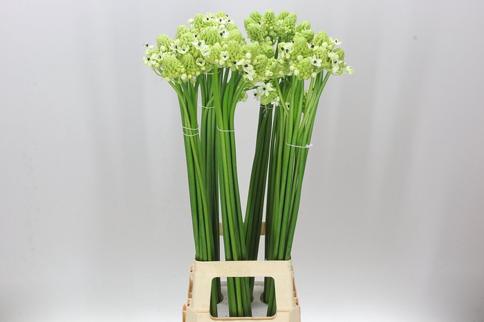 <h4>Ornithogalum Saundersiae</h4>