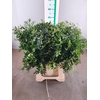PISTA OV BLAD