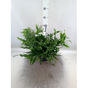 Microsorum diversifolium