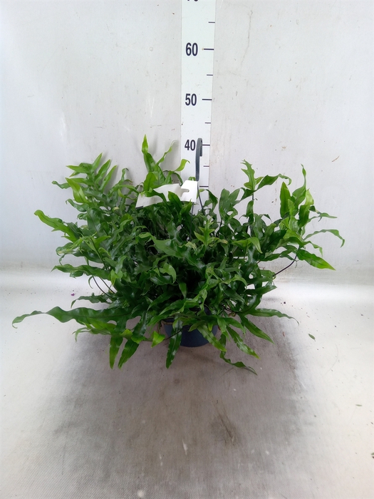 <h4>Microsorum diversifolium</h4>