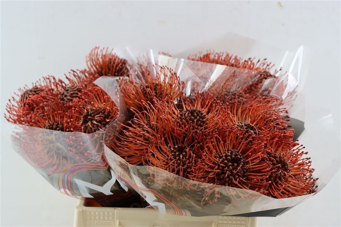 <h4>Leuco Klbh Brown</h4>