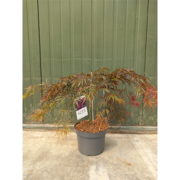 <h4>Acer palmatum Inaba-Shidare</h4>