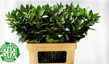 <h4>Ruscus Hypophyllum</h4>