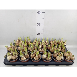 Narcissus  'Tete a tete'