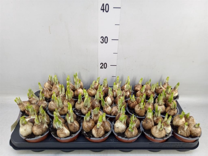 <h4>Narcissus 'Tete a tete'</h4>