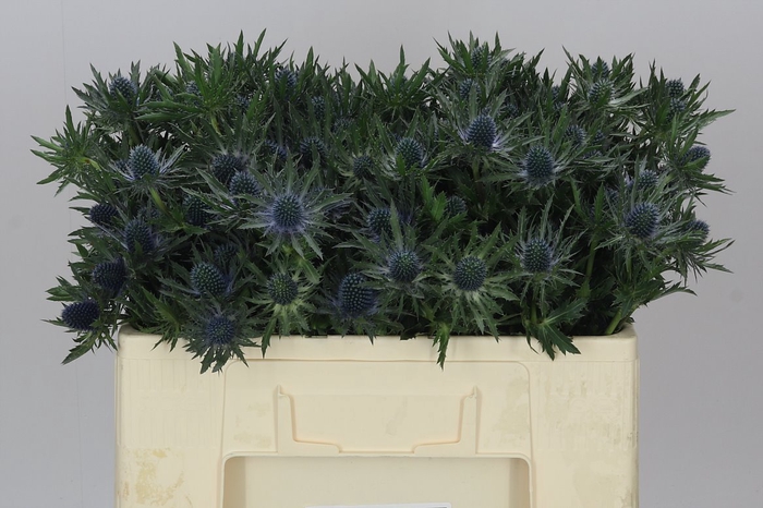 <h4>Eryngium Orion</h4>